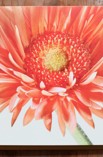 Grußkarte "Gerbera"