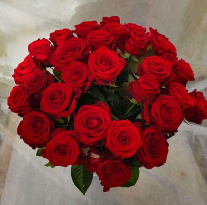 Rote Rosen-pur