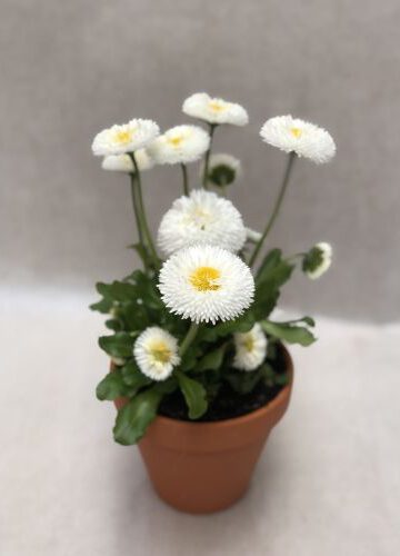 Tausendschön großblumig weiß