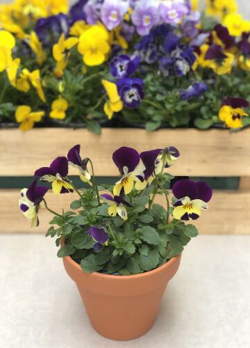 Hornveilchen 12 Stück