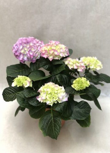 Hortensie Farbe wie abgebildet