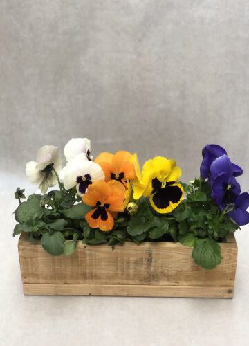 Stiefmütterchen 12 Stück