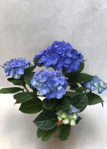 Hortensie Farbe wie abgebildet