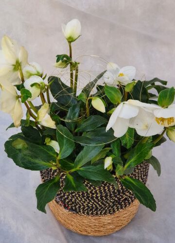 Christrose dekoriert