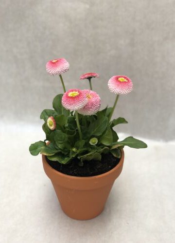 Tausendschön großblumig rosa