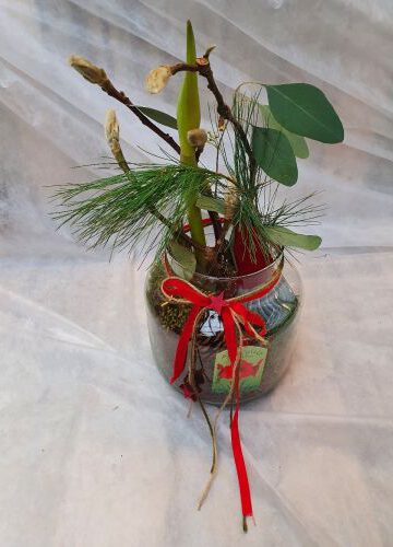 Pflanzung rote Amaryllis