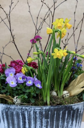 Frühlingshafte Bepflanzung